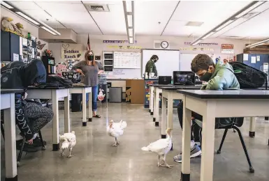  ?? Photos by Stephen Lam / The Chronicle ?? Turkeys live in Amy Bohlken’s class at Sierra High, where reopening plans have gone well for five months.