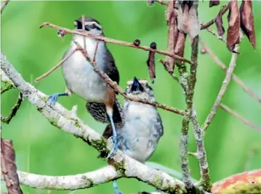  ?? DR. CHRISTOPHE­R TEMPLETON ?? Two adult canebrake wrens share a branch as they perform their signature duet.