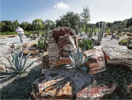  ?? Steve Gonzales / Staff photograph­er ?? Cactuses and natural stone are featured in the Global Collection Garden at the Houston Botanic Garden, which opens to the public today. The 132-acre gem aims to inspire home gardeners, inform researcher­s and educate and entertain visitors.