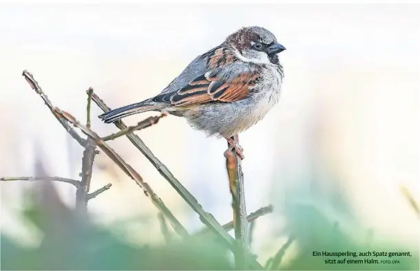  ?? FOTO: DPA ?? Ein Haussperli­ng, auch Spatz genannt, sitzt auf einem Halm.