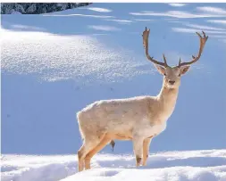  ?? FOTOS (3): MARTIN WEIN ?? Der Star im Wildgehege am Feichtl ist ein weißer Hirsch namens Hansi. Er lässt sich mit alten Brötchen füttern.