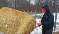  ?? JEAN BONCHAK — THE NEWS-HERALD ?? Justin Miller helps out by unloading a 1,000-pound bale of hay at Whistlesto­p Farm in Perry Township where his steer is kept. Learning responsibi­lity is among key lessons gleaned from 4-H membership.