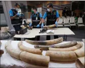  ??  ?? The tusks come from large elephants, say experts.