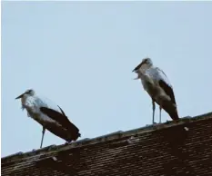  ?? Foto: Wolfgang Römisch ?? Kalt ist es. Auf dem Dach der St. Michaelski­rche in Mering ziehen diese Störche den Kopf ein.