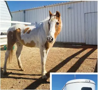  ?? ?? ABOVE: Cheyenne at Horse Feathers Equine Center. RIGHT: Purina Horse Feed Donated to Cheyenne.