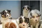  ?? ?? Dog owners in Christchur­ch are being urged to vaccinate their puppies after a some canines died from the highly contagious parvovirus. (File photo).