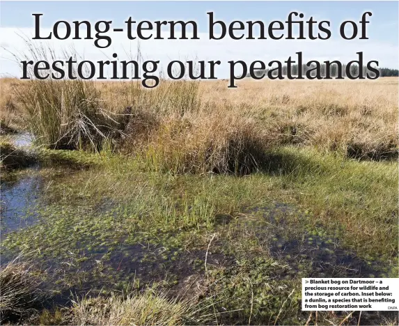  ?? DNPA ?? > Blanket bog on Dartmoor – a precious resource for wildlife and the storage of carbon. Inset below: a dunlin, a species that is benefiting from bog restoratio­n work