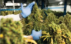  ?? SUPPLIED ?? The company’s inventory of 50 strains is expansive, but it is focusing on top performers.