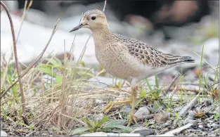  ?? BRUCE MACTAVISH PHOTO ?? With an air of elegance, a buff-breasted sandpiper tiptoes through the grass looking for insects to eat.