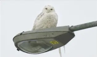  ?? ROBERT J. GALBRAITH FILES ?? Snowy owls nest in the arctic, but one found its way to Montreal in 2016.