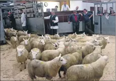  ?? Photograph­s: Kevin McGlynn ?? Lambs from Graham and Colin Campbell, Clachan Seil, at last Tuesday’s sale at Oban.