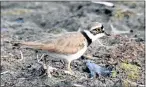  ?? Picture: JORRIE JORDAAN ?? FAR FROM HOME: This little ring plover was spotted outside Port Elizabeth
