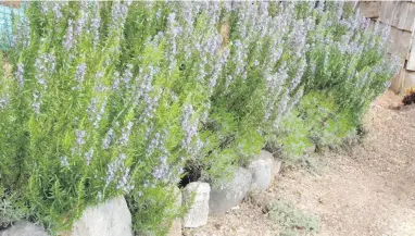  ?? PHOTOS BY HELEN CHESNUT ?? Arp is the hardiest and easiest rosemary to grow. The plants do well in sunny, well-drained conditions with minimal watering.