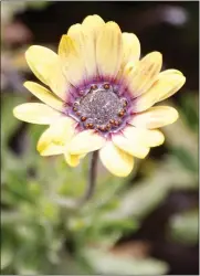  ?? ?? A flower in the Rosicrucia­n Park Peace Garden in San Jose on Jan. 29.