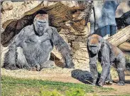  ??  ?? Gorillas sit after two of their troop tested positive for Covid-19 after falling ill at the San Diego Zoo in California.