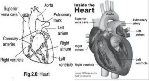  ??  ?? Diagrams of the Heart