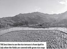  ?? ?? THE best time to see the rice terraces is from April to July when the fields are covered with green rice crops