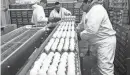  ?? ?? Eggs move through the Sunrise Farms processing plant in Petaluma, Calif., on Jan. 11. The company has been forced to euthanize over half a million chickens due to a bird flu outbreak.