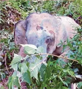  ?? PIC COURTESY OF KELANTAN WILDLIFE DEPARTMENT ?? A male elephant was captured on Monday near Gua Musang, Kelantan.
