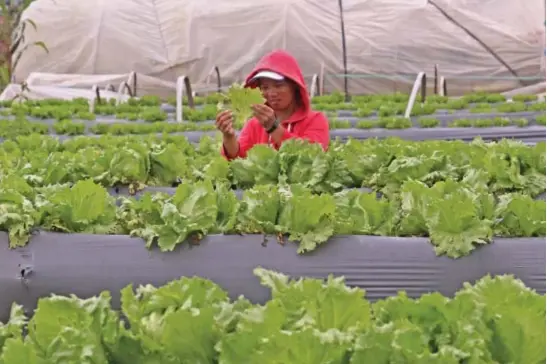  ?? Photo by Milo Brioso ?? RAIN DAMAGE. A farmer in La Trinidad, Benguet checks on her lettuce crops for any bacteria and fungus growth caused by the wet weather that could further affect her yield.