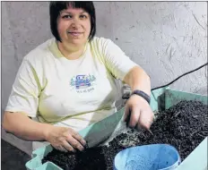  ?? CARLA ALLEN ?? Co-owner Shannon LeBlanc works at counting and sorting worms by weight.