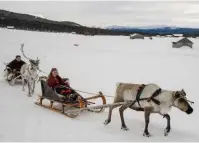  ??  ?? Étudiante à l’université, la jeune fille Sami reste attachée à l’élevage de rennes, tradition familiale.