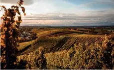  ?? FOTO: MANUELA MARKS FOTOGRAFIE ?? Wein und Obstbau sind über Jahrhunder­te gewachsen und noch heute ein prägendes Element der Hohenloher Kulturland­schaft.