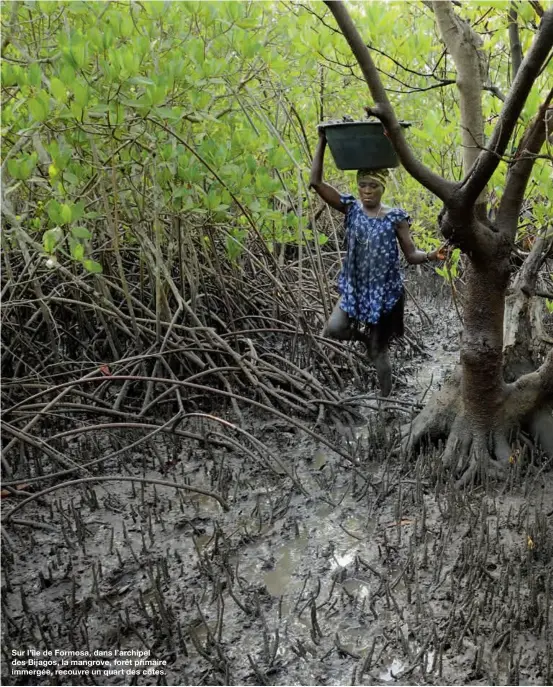  ??  ?? Sur l’île de Formosa, dans l’archipel des Bijagos, la mangrove, forêt primaire immergée, recouvre un quart des côtes.