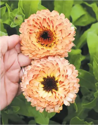  ?? Annie’s Annuals & Perennials ?? Calendula officinali­s ‘Bronzed Beauty’ adds two-tone color to the winter garden.