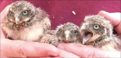  ?? Contribute­d photos ?? Burrowing Owl Winery in Oliver hit the milestone of $1 million raised for various charities over the years, including the Burrowing Owl Conservati­on Society of B.C. This trio of owlets is from the society’s breeding program.