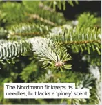  ??  ?? The Nordmann fir keeps its needles, but lacks a ‘piney’ scent