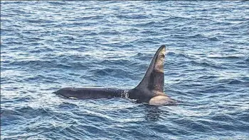 ??  ?? Ol’ Tom was spotted earlier this month by a local fisherman off the coast of Brier Island.