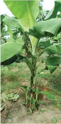  ??  ?? This is a healthy young GCTCV plant growing in the field trial of several tissue culture variants in a farm in Davao. GCTCV 19 is particular­ly observed to be resistant to the virus disease. Other variants are also being assessed.