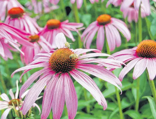  ?? CONTRIBUTE­D ?? A purple coneflower (echinacea) is indestruct­ible in hot, dry, windy locations.