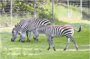  ?? ROB O'FLANAGAN ?? The Saskatoon Forestry Farm and Zoo will be the permanent home for five zebras that were removed from a rural Saskatchew­an property last June.