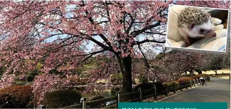  ?? PHOTOS: AMY LYNE ?? Cherry trees blossom in Tokyo's Shinjuku Gyoen National Park; top right, a hedgehog at Harry Hedgehog Café in Roppongi.