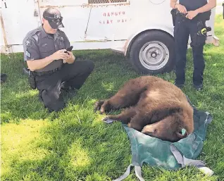  ?? RICK NATHANSON/JOURNAL ?? After being darted, a snoozing black bear lies on the ground in Towne Park Plaza on Wednesday as Game and Fish officers prepare to relocate the animal.