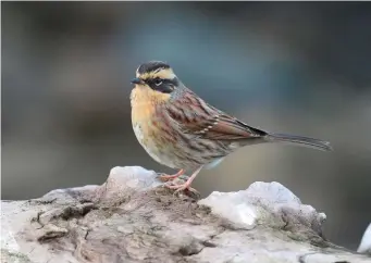  ?? ?? ELEVEN: First-winter Siberian Accentor (Holy Island, Northumber­land, 18 October 2016). Siberian Accentors are difficult to age after the post-juvenile moult, with adults and firstwinte­rs being almost inseparabl­e on field views. However, this bird shows a typical firstwinte­r pattern in the greater coverts, the dark centres of which reach the feather tip between two elongated white spots.