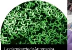  ??  ?? Lacianobac­teria Arthrospir­a.