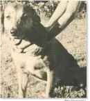  ?? The Grapevine ?? CANINE VICTIMS Pups, a beloved 10-year-old hound, was found bludgeoned to death in Rancho Cordova in February 1972.