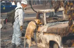  ?? AP PHOTO/JOHN LOCHER ?? A search and rescue dog searches last week for human remains at the Camp Fire, in Paradise, Calif. Rain in the forecast that was expected Wednesday could aid crews fighting Northern California’s deadly wildfire while raising the risk of debris flows and complicati­ng efforts to recover remains.