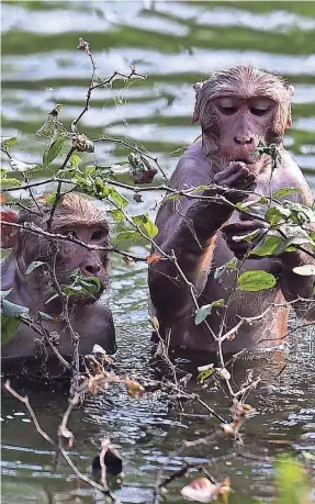  ?? SANJAY KANOJIA/ AFP VIA GETTY IMAGES ?? This would be like one of us catching a flu that a human named Steve also happened to have and then howling our heads off about an outbreak of “Steve flu” in the monkey community.