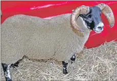  ?? Photograph: Kevin McGlynn. ?? The 50,000 tup lamb from Auldhouseb­urn, sold at Dalmally tup sale to Elmscleugh.