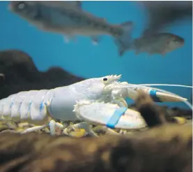  ??  ?? A rare albino Atlantic Lobster sits at the bottom of a tank at the New Brunswick Aquarium and Marine Centre in Shippagan, N.B.