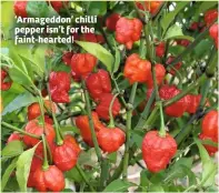  ??  ?? Armageddon’ chilli pepper isn’t for the faint-hearted!