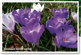  ??  ?? Crocuses herald spring