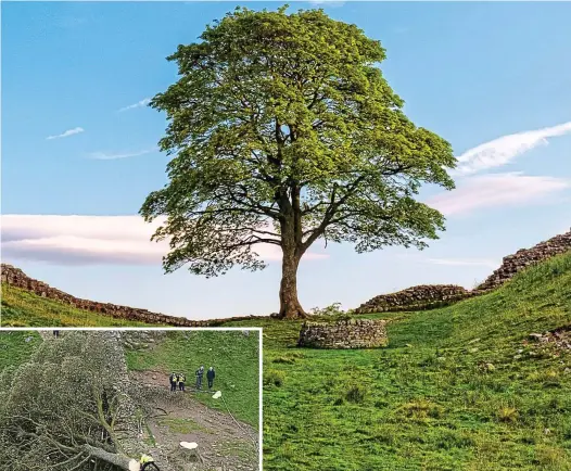  ?? ?? Iconic: The 300-year-old Sycamore Gap tree was a magnet for visitors before it was mysterious­ly felled, left, last September