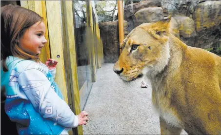  ?? Jack Hanrahan ?? The Associated Press Addison Kerner, 5, of Erie, Pa., gets an up-close look Friday at Eva, one of two new lionesses at Erie Zoo, at the unveiling of its new lion exhibit.