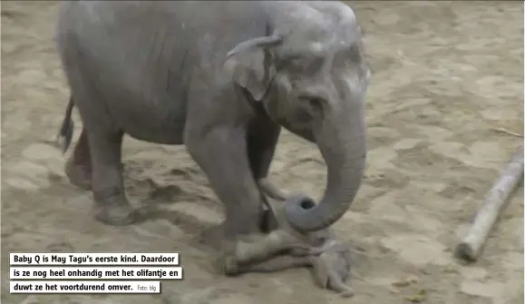  ?? Foto: blg ?? Baby Q is May Tagu’s eerste kind. Daardoor
is ze nog heel onhandig met het olifantje en
duwt ze het voortduren­d omver.