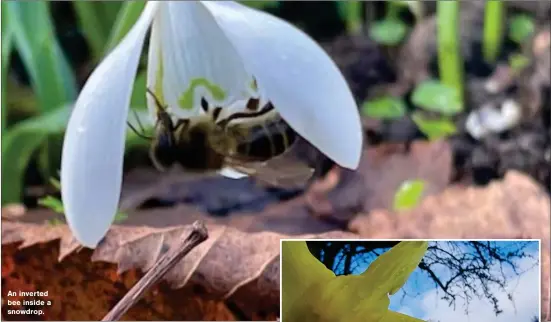  ?? ?? An inverted bee inside a snowdrop.